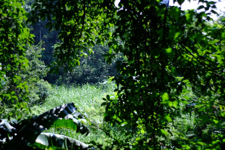 photo-1765015604667-dfb3ed4eb05c